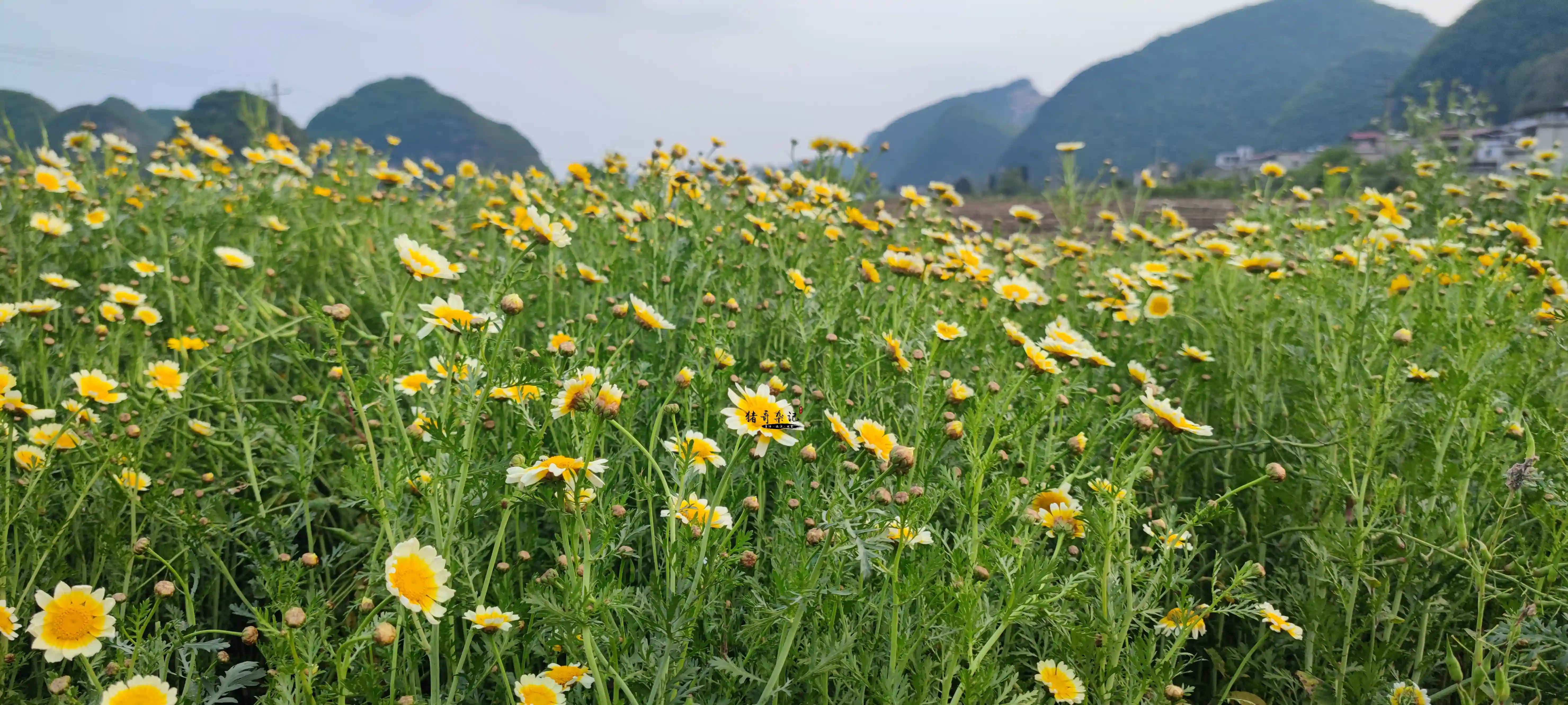 MVIMG_20230414_185045.webp MVIMG_20230414_185045.webp