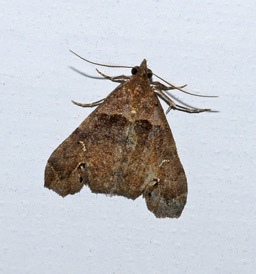 Ambiguous Moth (8393)