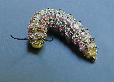 Pink-striped Oakworm Moth Caterpillar (7723)