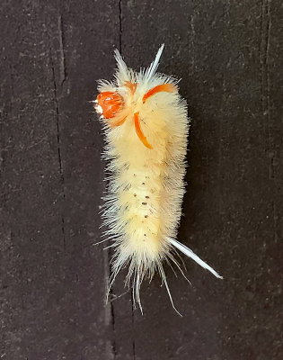 Sycamore Tussock Moth Caterpillar (8204)