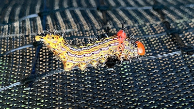 Red-humped Caterpillar Moth (8010