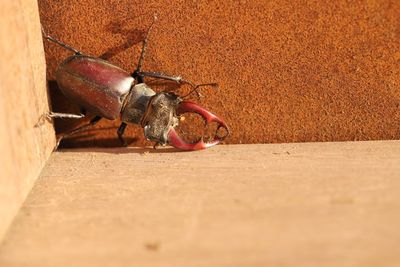 Insectes