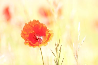 Fleurs de nos jardins et de nos champs