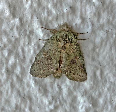 Wavy-lined Heterocampa (7995)