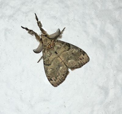White-marked Tussock Moth (8316)