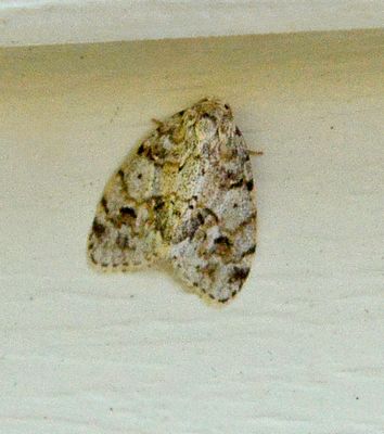 Little White Lichen Moth (8098)