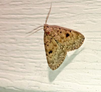 Common Idia Moth (8323)