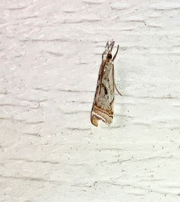 U.S. MOTHS: Pre-Pyraloid - Phycitinae-Peorinae