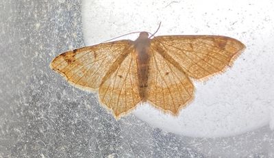 Red-headed Inchworm Moth (6342)