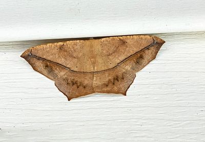 Large Maple Spanworm Moth (6982)