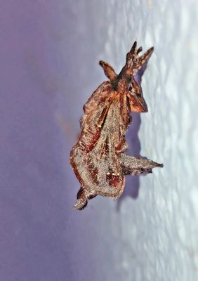 Saddleback Caterpillar Moth (4700)