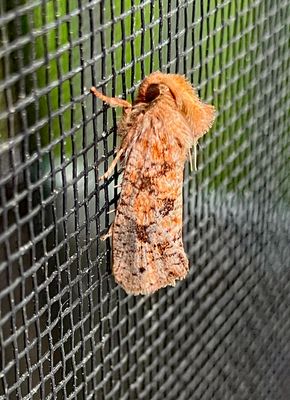 Eastern Grass Tubeworm Moth (0372)
