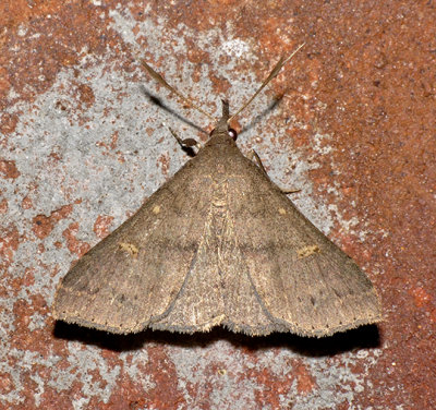 Speckled Renia Moth (8386)