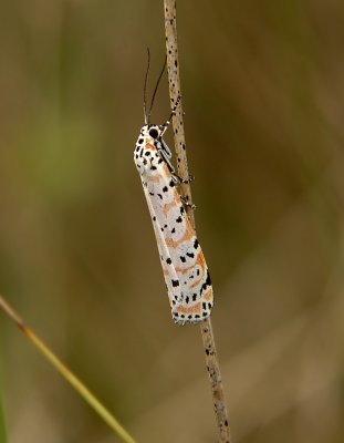 Ornate Bella Moth (8105)