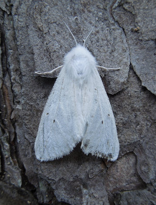 Agreeable Tiger Moth (8134)