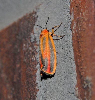 Scarlet-winged Lichen Moth (8089)