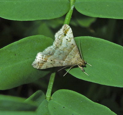 Dark-banded Owlet (8338)