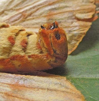 Regal Moth (7706) Male Claspers