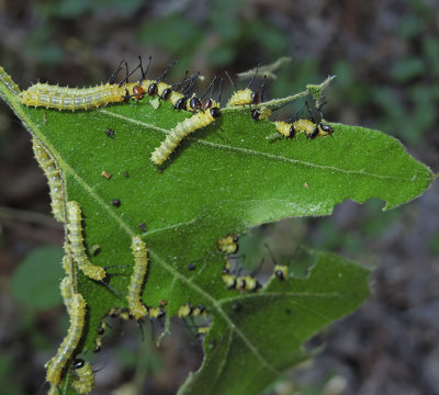 Orange-tipped Oakworm Moth (7719)