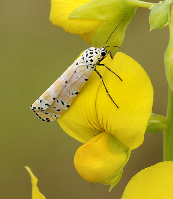 Ornate Bella Moth (8105)