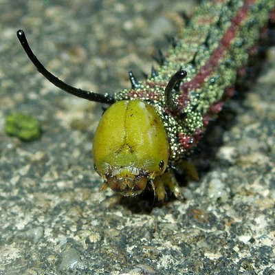 Pink-striped Oakworm Moth Caterpillar (7723)
