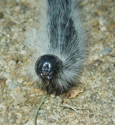 Walnut Caterpillar Moth Caterpillar (7907)