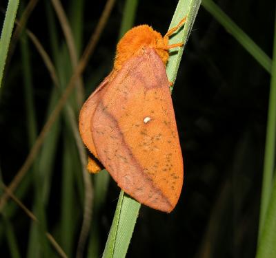 Spiny Oakworm Moth (7716)