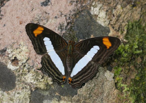 Adelpha Butterflies of Amazonia Adelpha iphiclus