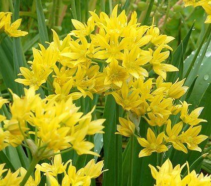 Allium moly wwwwhiteflowerfarmcommasassetscacheimage10