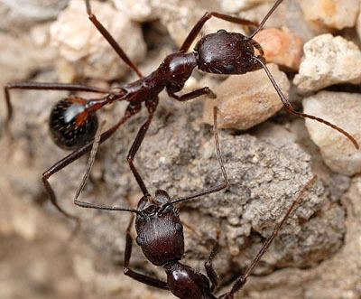 Aphaenogaster Aphaenogaster