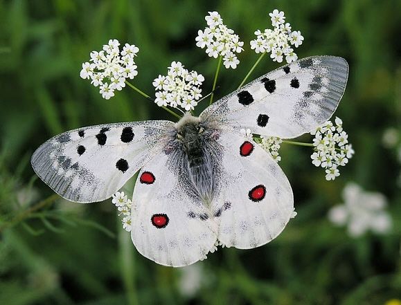 Apollo (butterfly) wwwlearnaboutbutterfliescomParnassius20apollo