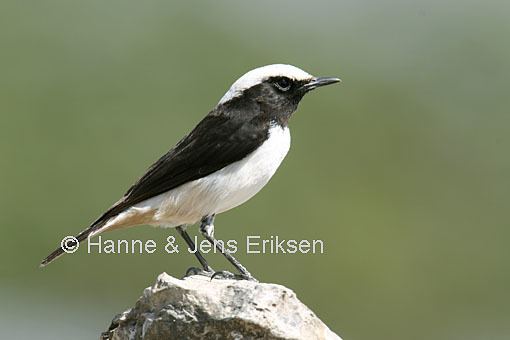 Arabian wheatear Arabian Wheatear