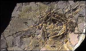 Archaeoraptor Archaeoraptor The Skeptic39s Dictionary Skepdiccom