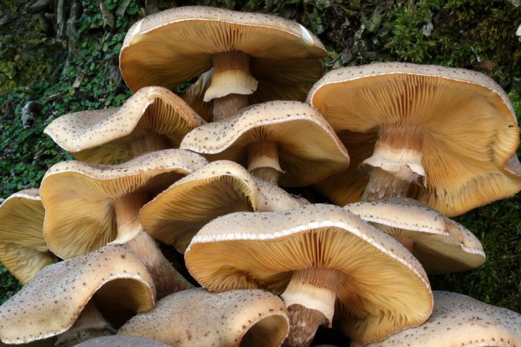 Armillaria California Fungi Armillaria mellea