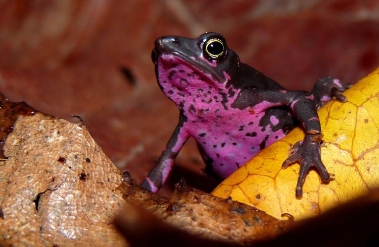 Atelopus Pebas stubfoot toad Atelopus spumarius Amphibian Rescue and
