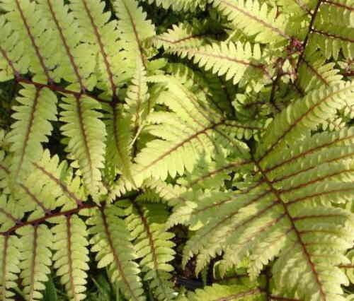 Athyrium Athyrium