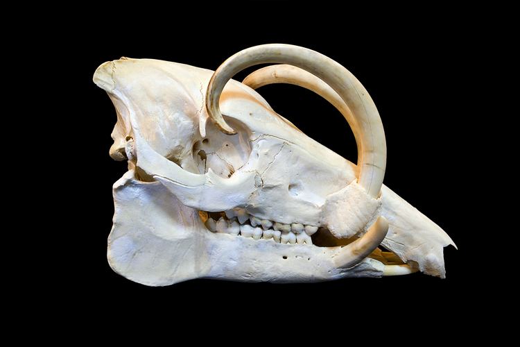 Babirusa Babirusa Wikipedia