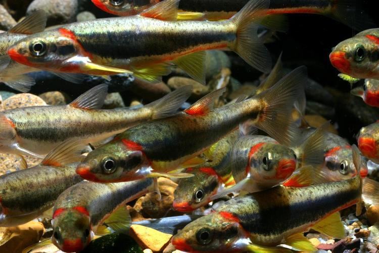 Blackside dace Blackside Dace School