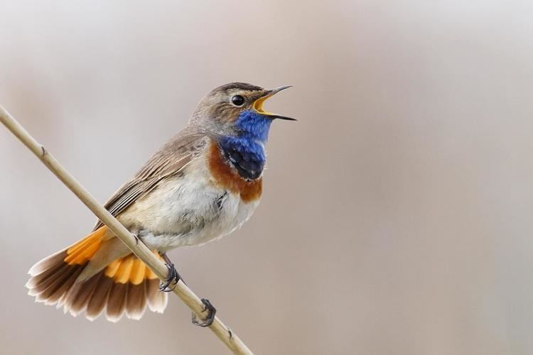 Bluethroat Photos of Bluethroat Luscinia svecica the Internet Bird