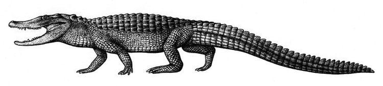 Brachychampsa brachychampsa DeviantArt