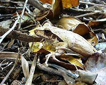 Bridled frog httpsuploadwikimediaorgwikipediacommonsthu