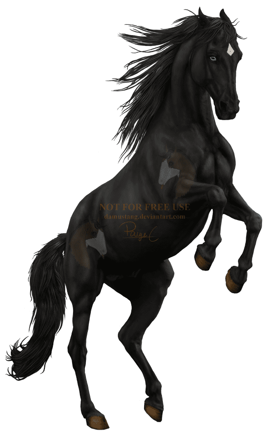 Bucephalus bucephalus DeviantArt