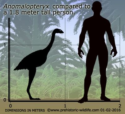 Bush moa wwwprehistoricwildlifecomimagesspeciesaanom