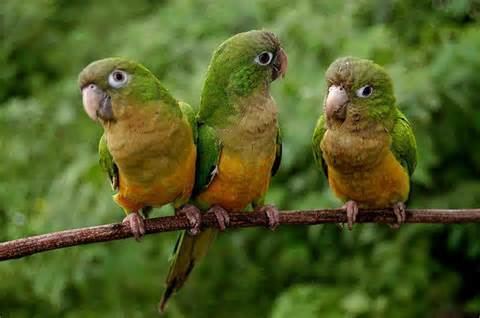 Caatinga parakeet More on Aratinga cactorum Caatinga Parakeet