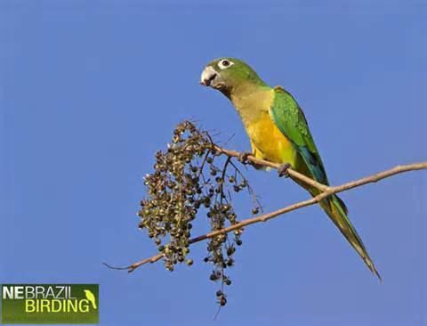 Caatinga parakeet More on Aratinga cactorum cactorum