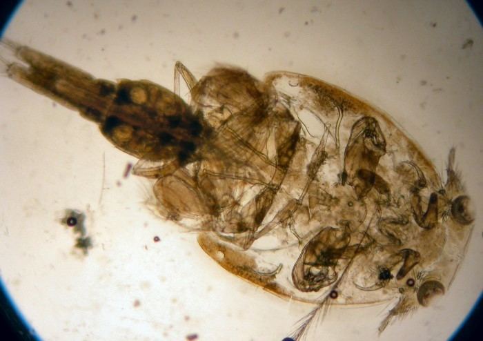 Caligus The World of Copepods