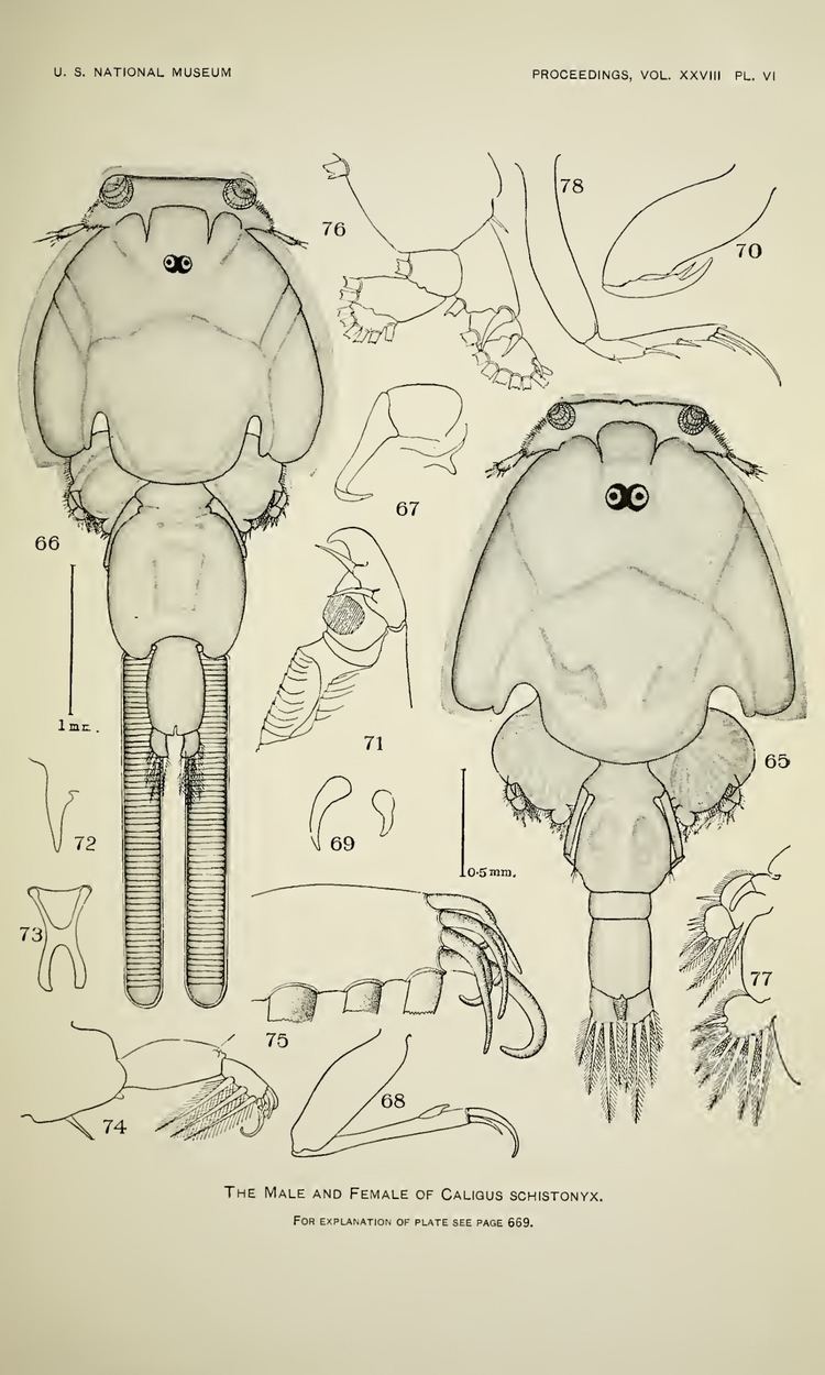 Caligus FileCharles Branch Wilson 1905 Plate VI Caligus schistonyx