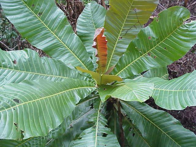 Campnosperma wwwpngplantsorgPNGtreesimagesCampnospermabre