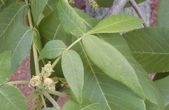 Carya tomentosa Carya tomentosa