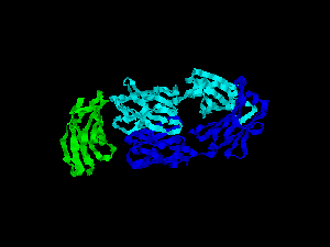 CD28